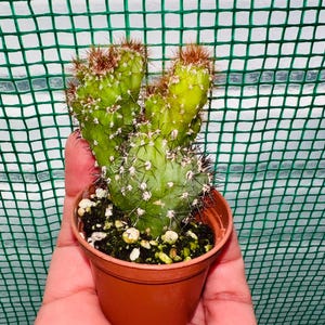 Monstrose Apple Cactus: Cereus Peruvianus Live Plant