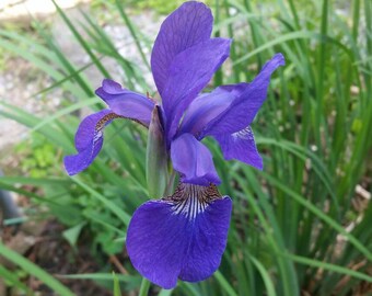 Blue/violet Siberian Iris Live Rhizomes Plants a 3-5 Root Clump - Etsy