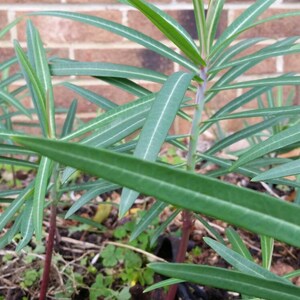 The Mole Plant Euphorbia lathyris GOPHER SPURGE 3 LIVE Rooted Plant Limited Time Offer image 4