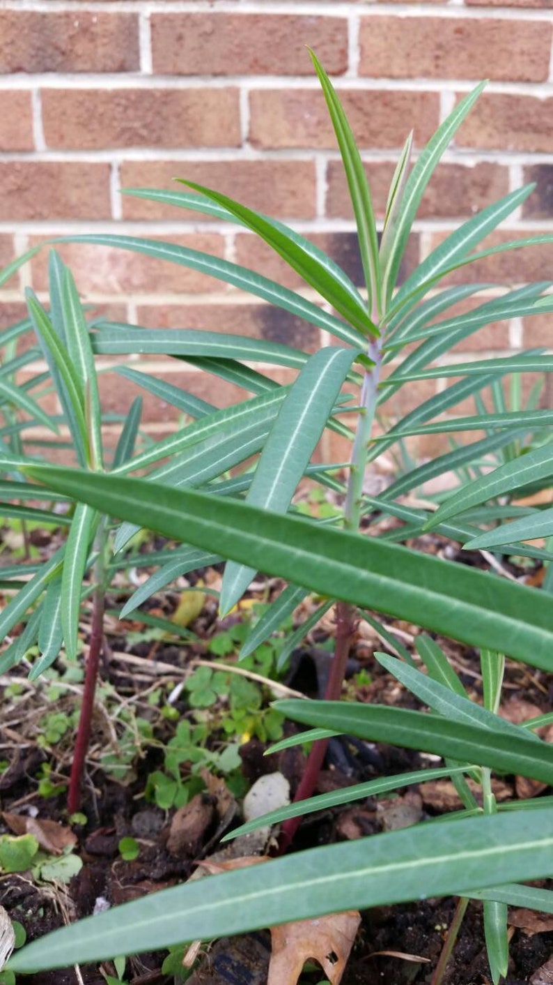 La taupe Euphorbia lathyris GOPHER SPURGE 3 plantes enracinées vivantes Offre à durée limitée image 4