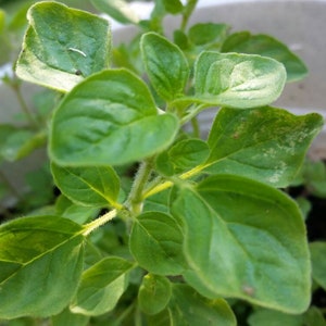 Greek Oregano LIVE Bareroot Plant Cutting 2-4" Green Culinary Aromatic  Herb