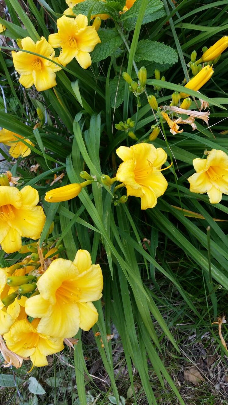 Stella d'oro Daylilies LIVE PLANTS Perennial Reblooming Etsy