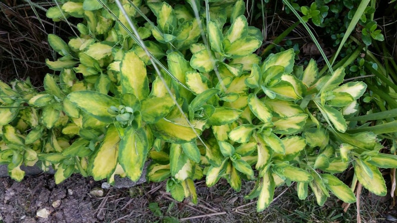 Sedum Alboroseum Mediovariegatum Variegated Sedum Cuttings LIVE Perennial Plants Rare image 1