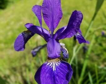 Blue/violet Siberian Iris Live Rhizomes Plants a 3-5 Root Clump - Etsy