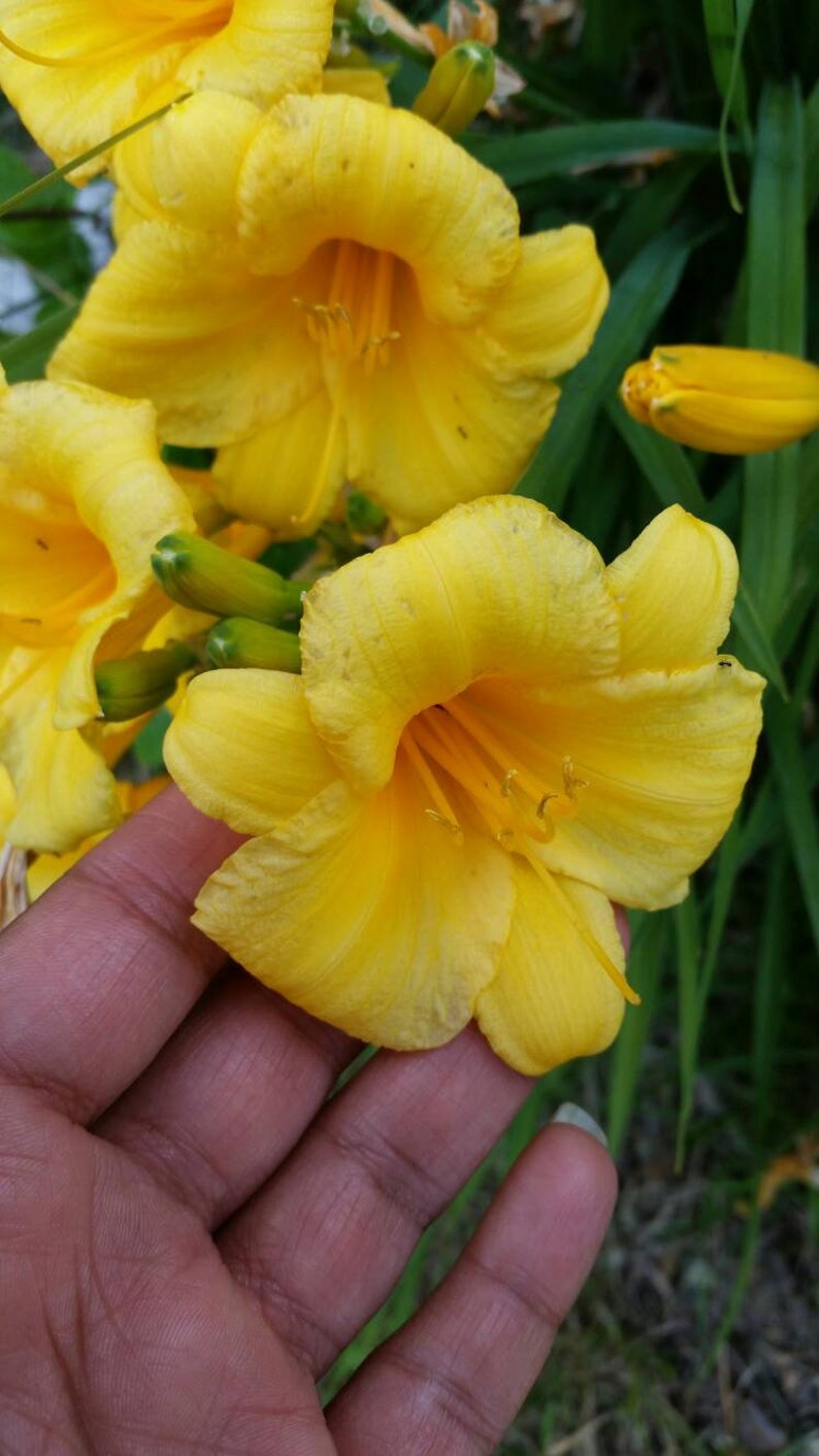 Stella d'oro Daylilies LIVE PLANTS Perennial Reblooming Etsy