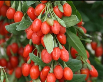 Fresh Goji Berry LIVE Plant Cuttings  - Offer of FIVE - Healthy Strong Plants