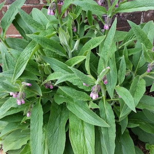 Symphytum Comfrey - Russian Bocking in 14 - Live - Rooted Plant