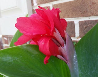 Canna Lily (Canna Indica) LIVE Rhizomes - Offer of 2 - Rose/Red/Hot Pink Flowers