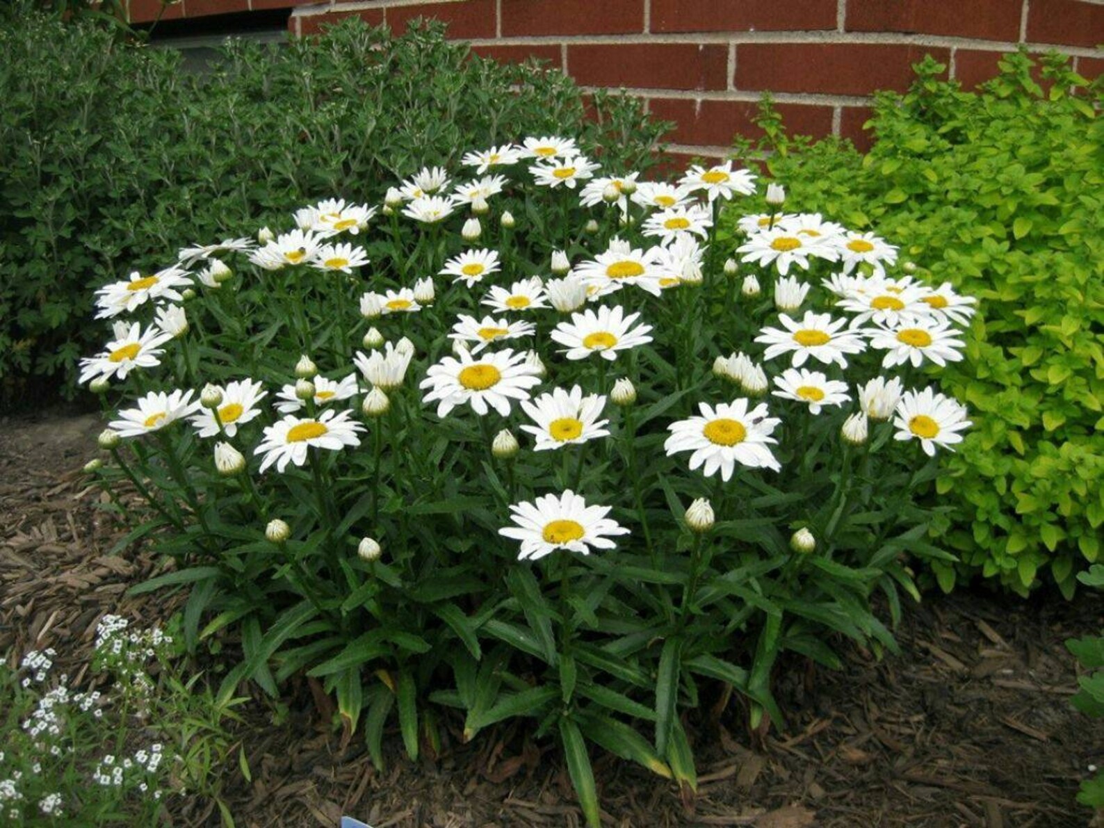 Shasta Daisy Leucanthemum X Superbum 'Alaska' LIVE Etsy