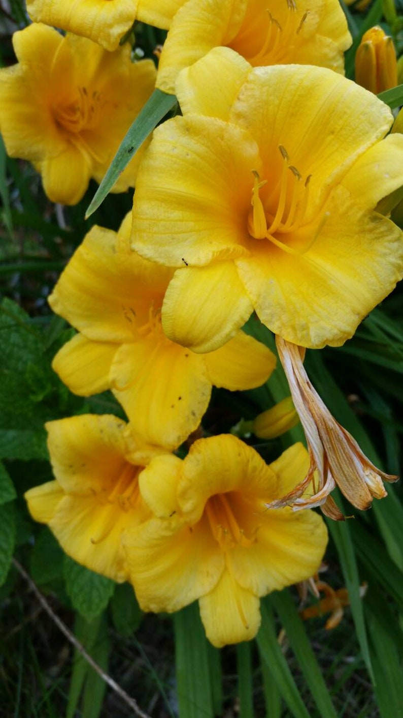 Stella d'oro Daylilies LIVE PLANTS Perennial Reblooming Etsy