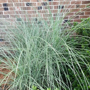 Miscanthus Sinensis &#39;Variegatus&#39; Silver Ornamental Grass Live Rooted Plant
