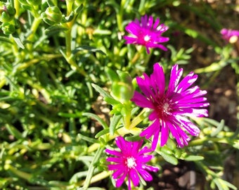 Delosperma Cooperi Couvre-sol VIVANT Plante à bouture non racinée Plante vivace