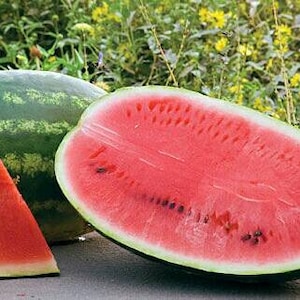 SEEDS - Jubilee Large Juicy Sweet Watermelon - 10 Seeds Per Offer