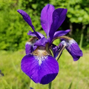 Blue/Violet Siberian Iris Live Rhizomes Plants a 3-5 Root Clump