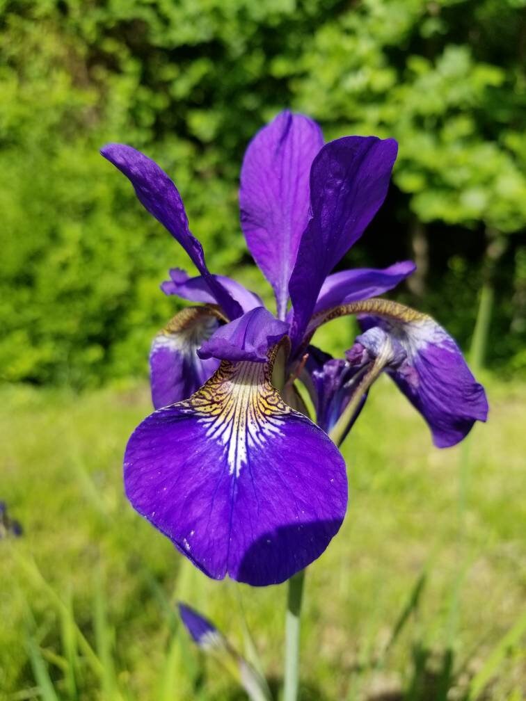 Blue/violet Siberian Iris Live Rhizomes Plants a 3-5 Root Clump - Etsy