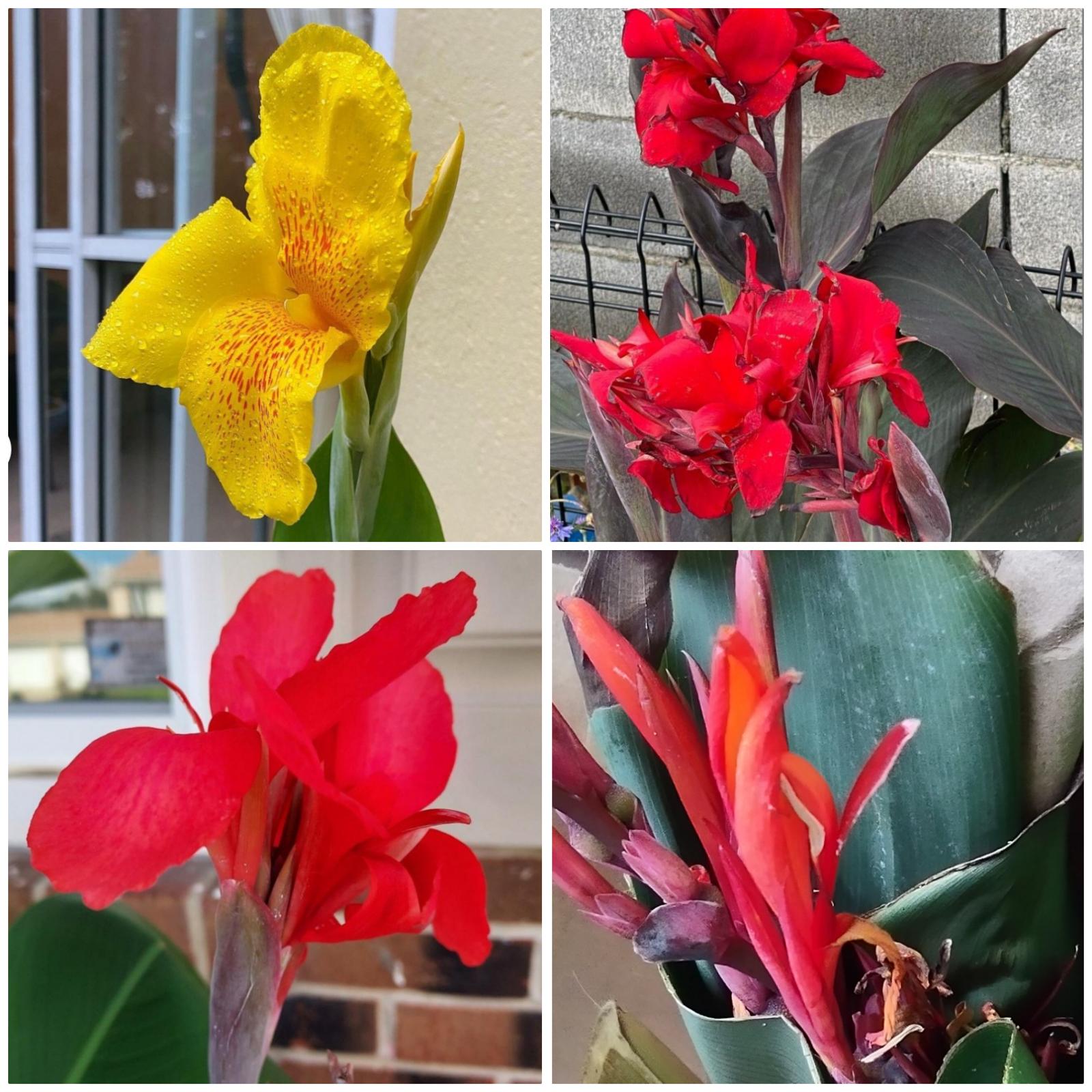 Canna Indica - Etsy