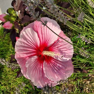 Seeds -  Bright Pink Hardy Dinner Plate Hibiscus Tropical Plant with Dark Leaves