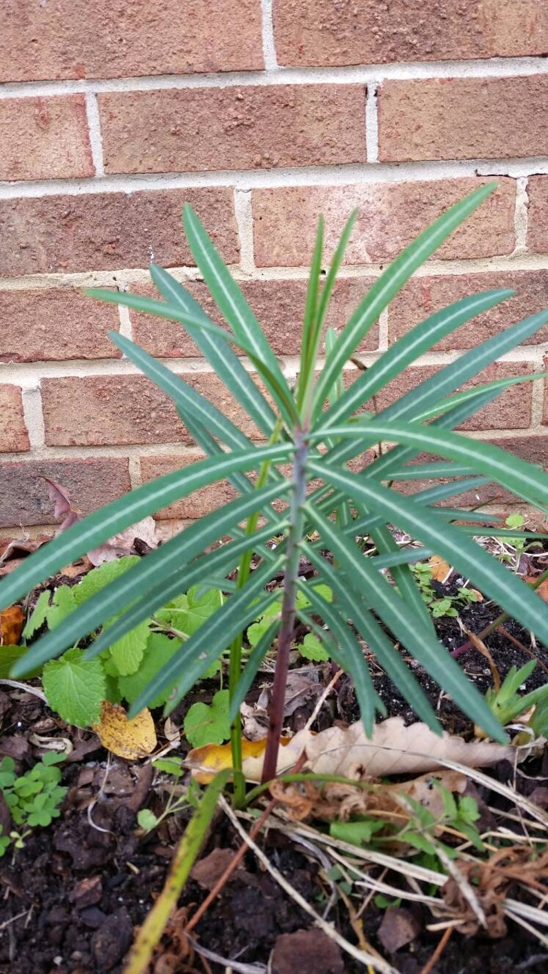 La taupe Euphorbia lathyris GOPHER SPURGE 3 plantes enracinées vivantes Offre à durée limitée image 3