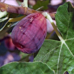 May include: Close-up of a ripe fig fruit on a branch, showcasing a deep purple hue with subtle lighter spots. The fig is surrounded by green leaves, with visible veins, and a brown branch.