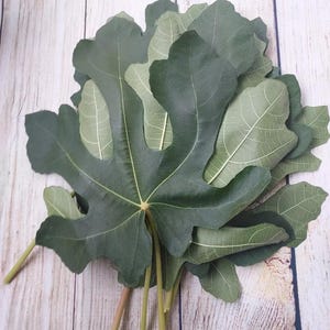 May include: A cluster of dark green fig leaves with distinct lobed shapes and visible light green veins. The leaves are layered on top of each other, showing both the smooth, matte top surfaces and the lighter, textured undersides with stems.