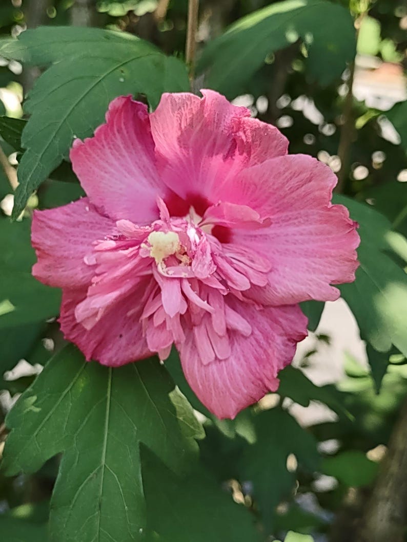 FREEDOM Rose of Sharon Hibiscus Syriacus - A Vintage Species - Double ...