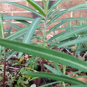 La taupe Euphorbia lathyris GOPHER SPURGE 3 plantes enracinées vivantes Offre à durée limitée image 5