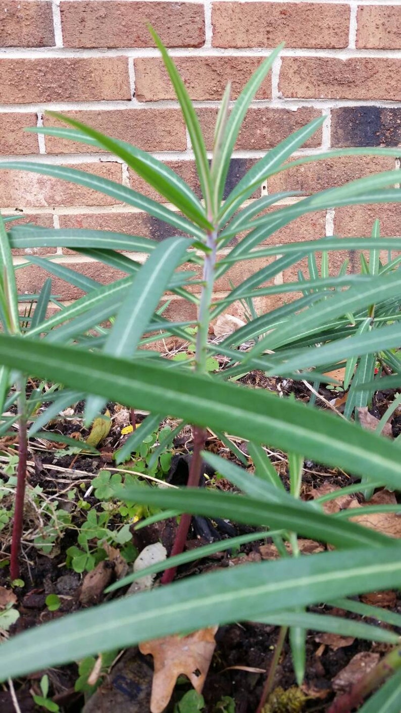 The Mole Plant Euphorbia lathyris GOPHER SPURGE 3 LIVE Rooted Plant Limited Time Offer image 5