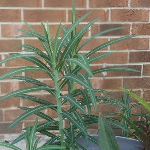 La taupe Euphorbia lathyris GOPHER SPURGE 3 plantes enracinées vivantes Offre à durée limitée image 2