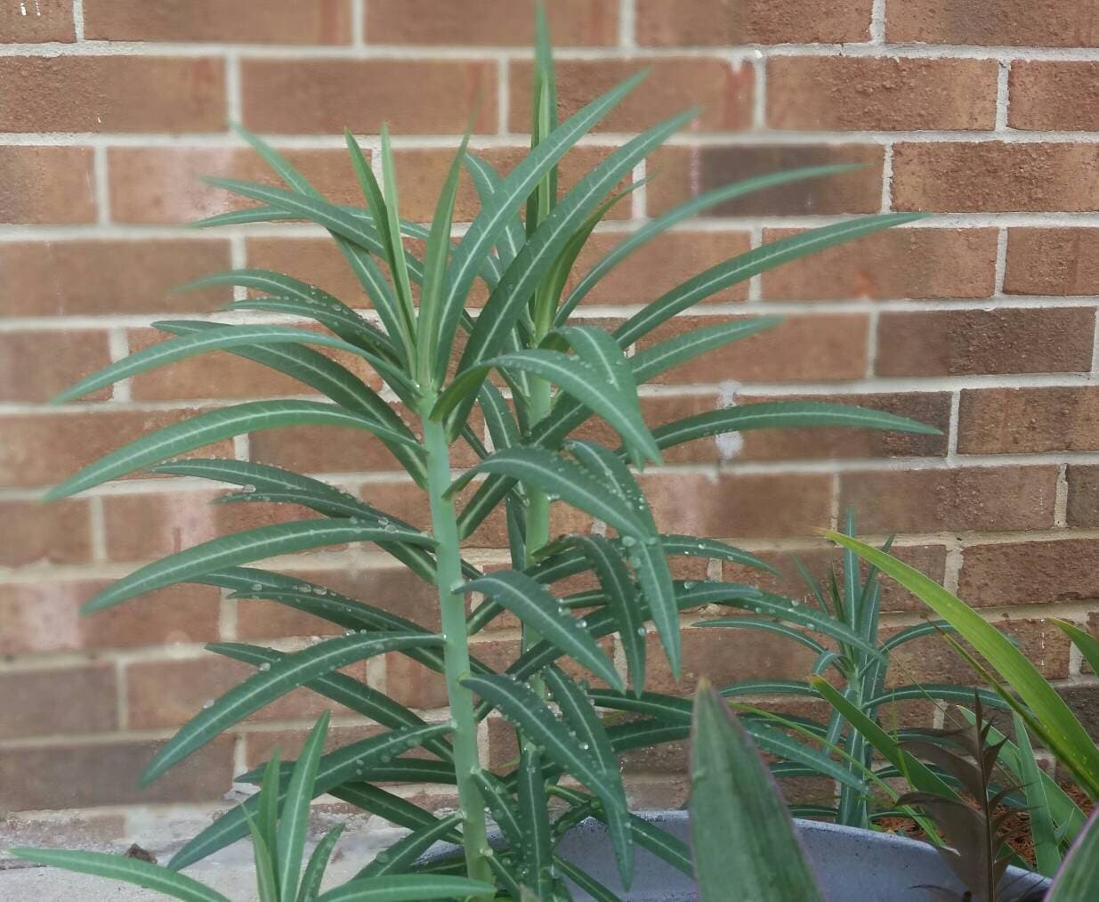 a maranta plant Buy Red Maranta Online | Prayer Plant main image 0