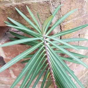 May include: A close-up of a green plant with long, thin leaves growing against a brick wall. The plant has a reddish-purple stem.