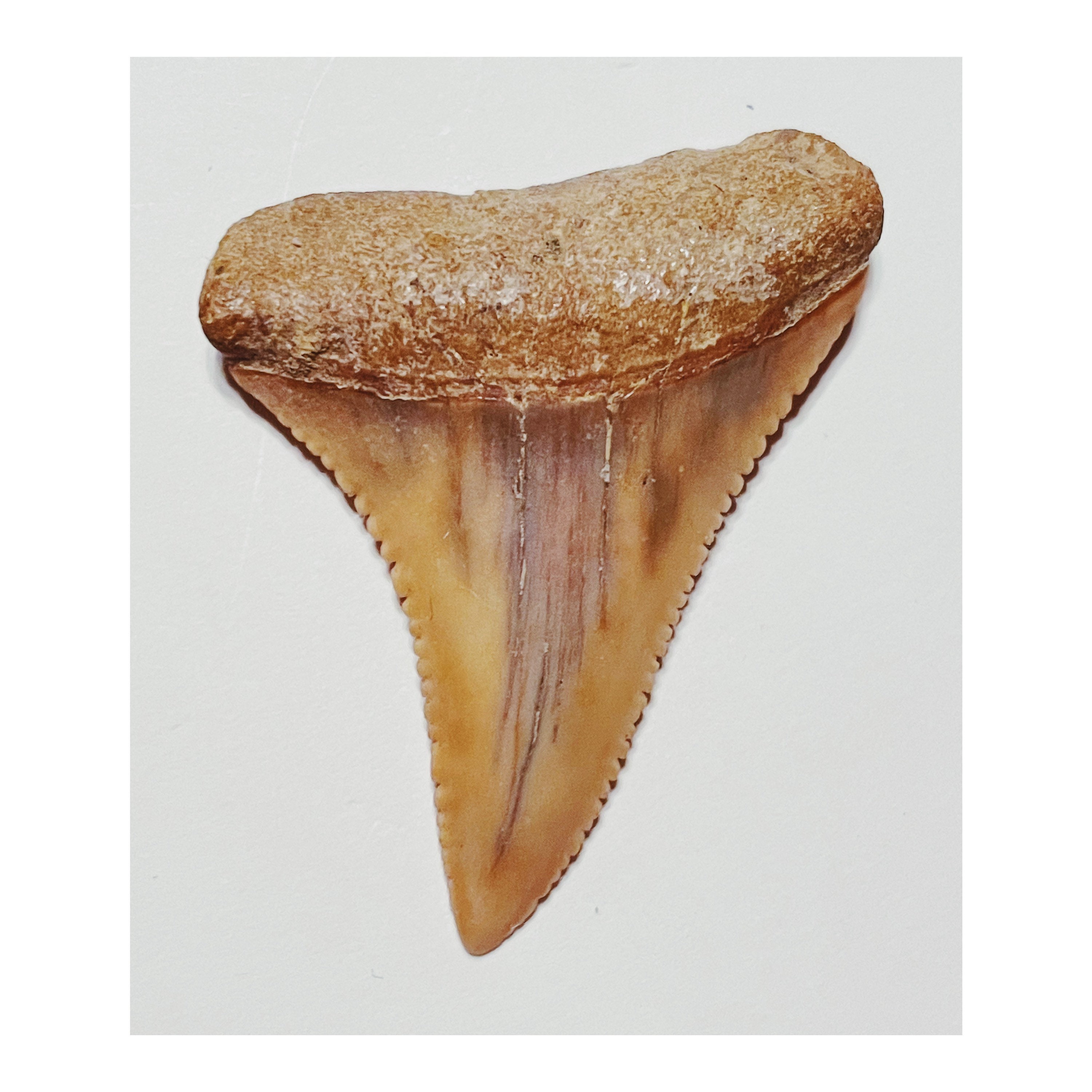 1 5/8” (42mm) RARE Top-Grade Carcharodon Fossil Shark Tooth | Extinct Hubbell’s White Shark | C. hubbelli | Collector’s Grade | 100% Natural