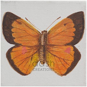 May include: A painting of an orange butterfly with brown markings on its wings. The butterfly is painted on a white canvas with the text "dash creations" in the lower center.
