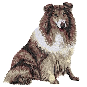 Puede incluir: Un perro Collie marrón y blanco sentado con la cabeza inclinada y la lengua ligeramente fuera.