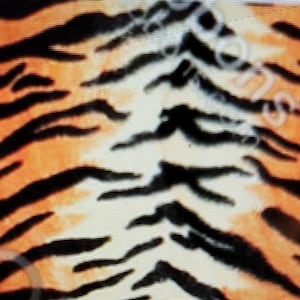 Tiger stripe ribbon / 3 inch / hair bows/ usdr/ribbon
