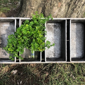 May include: A metal loaf pan with four sections, each with a textured bottom. A bunch of fresh green parsley is sitting in one of the sections.