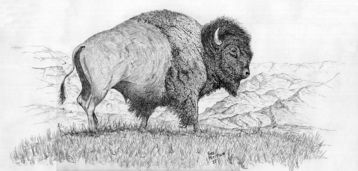 Buffalo Pencil Drawing Etsy