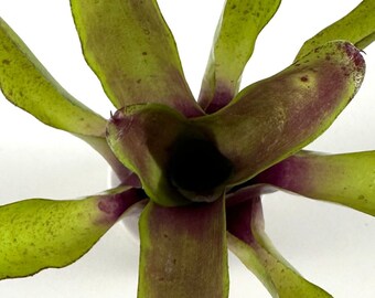 Neoregelia Ajax | Olive Green Foliage, Red Tips & Edges of Leaves, Bare Root, Self Propagating, Bromelaid Family
