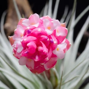 Houston Red Princess  Air Plant | Tillandsia, Low Maintenance, Indoor House Plant, Red Pink Bloom, Flowering Air Plants, Air Purifying