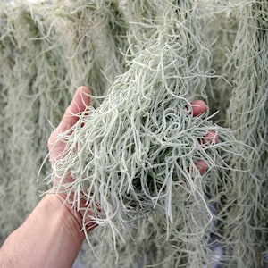 Spanish Moss Rare Thick Form - Live - EXTRA LONG OPTION - Usneoides No. 3 - Air Plant  | Tillandsia, Easy, Indoor House Plant, Air Purifying