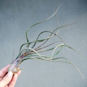 Tillandsia Pseudobaileyi - Striped Air plant | Indoor House Plant, Low Maintenance, Air Purifying, Medusa Air Plants, Terrarium