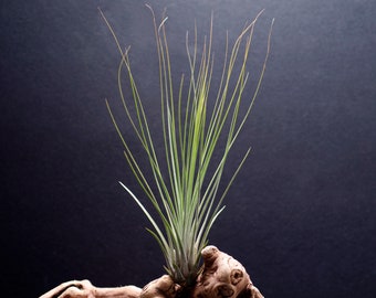 Juncifolia - Grassy Air Plant | Tillandsia, Indoor House Plant, Terrarium Plant, Air Purifying, Grassy Plant, Air Plants, Succulent