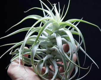 Tillandsia Cacticola Long Form Silver RARE Air Plant | Unusual Exotic Indoor House Plant, Low Maintenance, White Plant, Bromeliad