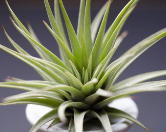 Tillandsia Espinosae Air Plant | Low Maintenance, Indoor House Plant, Flowering Air Plants, Air Purifying, Succulent