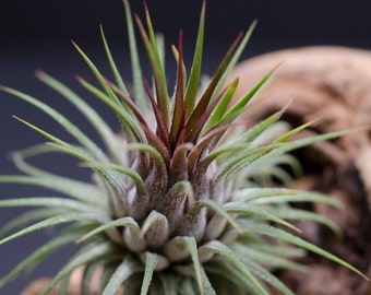 Tillandsia Ionantha Rosita - Dark Maroon Air Plant | Indoor House Plant, Easy Care Plant, Office Plant, Bromeliad, Air Plants