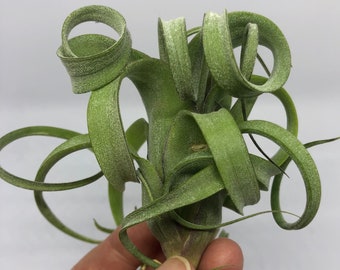 Tillandsia Curly Slim (Intermedia x Streptophylla) -  Air Plant | Curly Air Plant, Interesting, Unusual