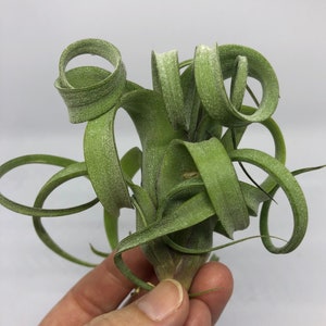 Tillandsia Curly Slim (Intermedia x Streptophylla) -  Air Plant | Curly Air Plant, Interesting, Unusual