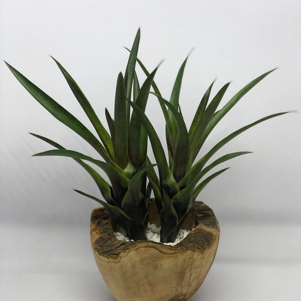 Vriesea Corcovandensis - Small Bromeliad | Bare Root Bromeliad, Bright Red Bloom with Yellow Flowers, Indoor House Plant, Easy Care Plant