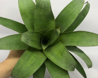 Vriesea Botafogensis - Bromeliad | Unusual Muted Gray Green Bromeliad, Maroon/Purple Spots, Yellow Spike Bloom, Bare Root Epiphyte