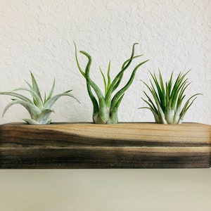 Handcrafted Wood Air Plant Display | Small, Miniature Plant Pot, Air Plants, Tillandsia, Succulent, Cacti Planter, Holder, Minimalist