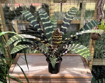 Vriesea Splenriet “Flaming Sword” | Bromeliad, Horizontally Striped Leaves, Maroon, Purple Under Side, Tall Red Spike Bloom